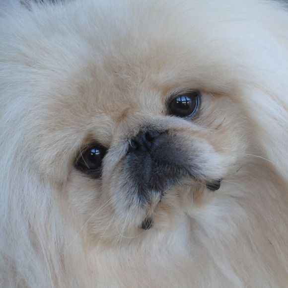 Meet your Posher, Andrea - Picture 1 of 1